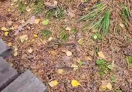 Le mec la baise à fond tout en lui arrachant ses vêtements.