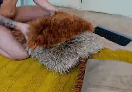 Deux jeunes filles chaudes échangent leur sperme dans un seau